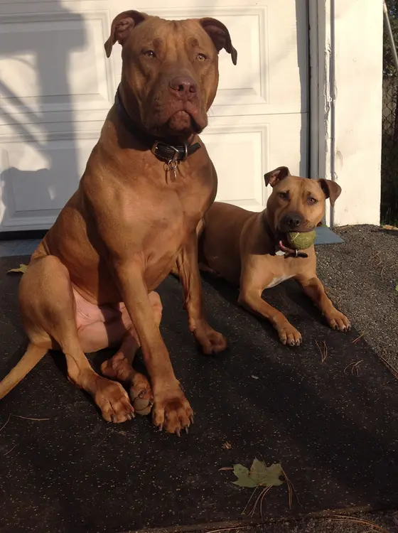 Two friendly dogs outside the deli